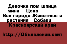 Девочка пом шпица мини  › Цена ­ 30 000 - Все города Животные и растения » Собаки   . Красноярский край